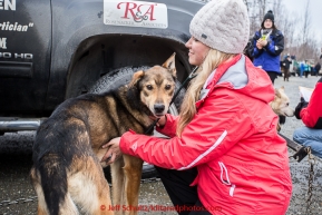 Rebekah List is listening to one of Scott Janssen's dogs at the mandatory pre-race veterinary checkup held at Iditarod headquarters in Wasilla on Wednesday March 4, 2015 during the 2015 Iditarod(C) Jeff Schultz/SchultzPhoto.com - ALL RIGHTS RESERVED DUPLICATION  PROHIBITED  WITHOUT  PERMISSION