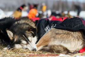 A Christian Turner dog sleeps in the sun during the afternoon at the checkpoint in Manley Hot Springs on March 10, 2015.  2015 Iditarod.(C) Jeff Schultz/SchultzPhoto.com - ALL RIGHTS RESERVED DUPLICATION  PROHIBITED  WITHOUT  PERMISSION