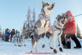 An Allen Moore dog jumps to keep going as Allen signs in to the the checkpoint in Manley on Tuesday March 10, 2015.  This is the second checkpoint of the 2015 Iditarod.(C) Jeff Schultz/SchultzPhoto.com - ALL RIGHTS RESERVED DUPLICATION  PROHIBITED  WITHOUT  PERMISSION