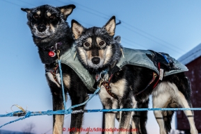 Paige Drobny dogs Gypsy and ShadyGrove are ready to head dow the trail in the morning on Thursday March 12, 2015 at the Ruby checkpoint during Iditarod 2015.(C) Jeff Schultz/SchultzPhoto.com - ALL RIGHTS RESERVED DUPLICATION  PROHIBITED  WITHOUT  PERMISSION
