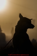 A sled dog rests in the fog at the Huslia checkpoint on Saturday  March 14, 2015 during Iditarod 2015.  (C) Jeff Schultz/SchultzPhoto.com - ALL RIGHTS RESERVED DUPLICATION  PROHIBITED  WITHOUT  PERMISSION
