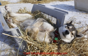 Thursday March 15, 2012  One of Ed Stielstra dogs lies on his back in the sun as he rests in the dog lot in Nome shortly after finishing the race. Iditarod 2012.