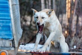 Ellitot Anderson's dog Doolittle yawns at the 2016 Iditarod Pre-race vet check in Wasilla, Alaska. March 02, 2016 Â© Jeff Schultz/SchultzPhoto.com ALL RIGHTS RESERVEDDO NOT REPRODUCE WITHOUT PERMISSION