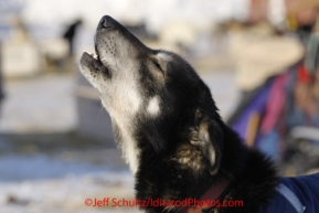 Saturday March 17, 2012     One of the many dogs in the dog lot in Nome howls. Iditarod 2012.