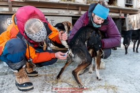Volunteer veterinarian Rikke Aarmo takes the temperature of  a Blair Braverman during the pre-race vet check at Iditarod Headquarters in Wasilla, Alaska. Wednesday February 26, 2019 Photo by Jeff Schultz/  (C) 2019  ALL RIGHTS RESERVED