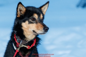 Sarah Stokey's dog delta is alert and ready as Sarah packs her sled and snacks her dogs as she readies to leave the Kaltag checkpoint on Monday morning March 11th during the 2019 Iditarod Trail Sled Dog Race.Photo by Jeff Schultz/  (C) 2019  ALL RIGHTS RESERVED