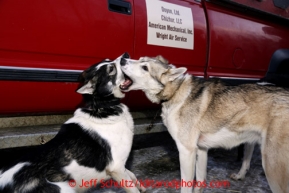 Jarvie, left, and Larry, Josh Cadzow's dogs, play together during mandatory vet checks in Wasilla Wednesday, Feb. 27, 2013.