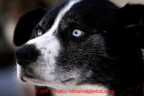 Jodi Bailey's dog Big Dude at mandatory vet checks in Wasilla Wednesday, Feb. 27, 2013.