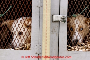 Mandatory vet checks in Wasilla Wednesday, Feb. 27, 2013.