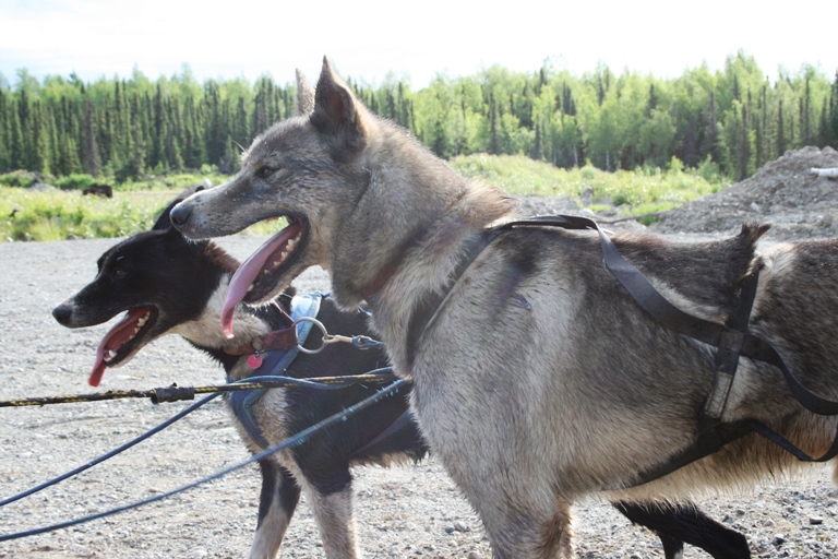 panting dogs cool themselves