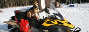Iditarod Sabs Irondog2
