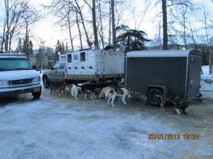 Michelle's dogs arrayed around the truck and trailer.  On the first day, as a top team, they will travel 100 miles or more