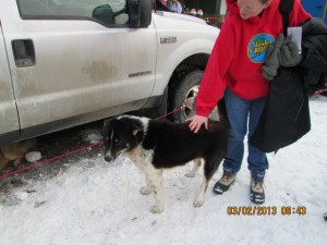 A typey Chukchi dog from Teplin's team 