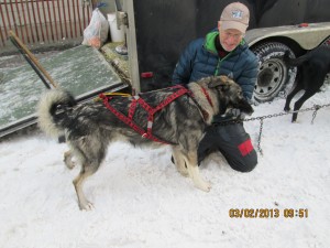 Barnum, the 76 pound phenomenon, can trot with one of the fastest teams on the planet