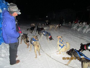 running without necklines, dogs have plenty of freedom to move on trail.  some were barking on arrival in Anvik