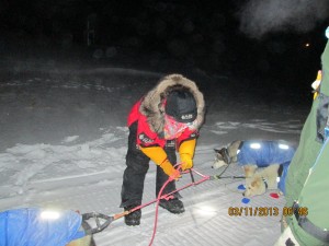 Mitch seavey in Koyuk prepares to bed dogs for break.  King advances on ice in pursuit