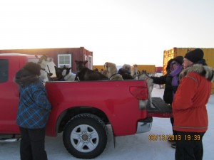 These are dropped dogs that were shipped by airplane to Nome, now being received at the dog yard in Nome