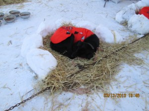 Some mushers put their teams in dog blankets in the Nome dog yard