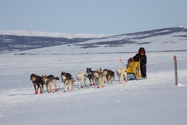 Mitch leading the way towards Safety – Iditarod