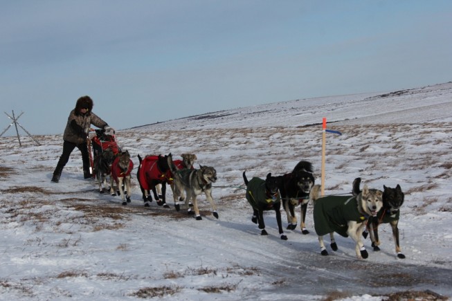 White Mountain, Safety to Nome – Iditarod