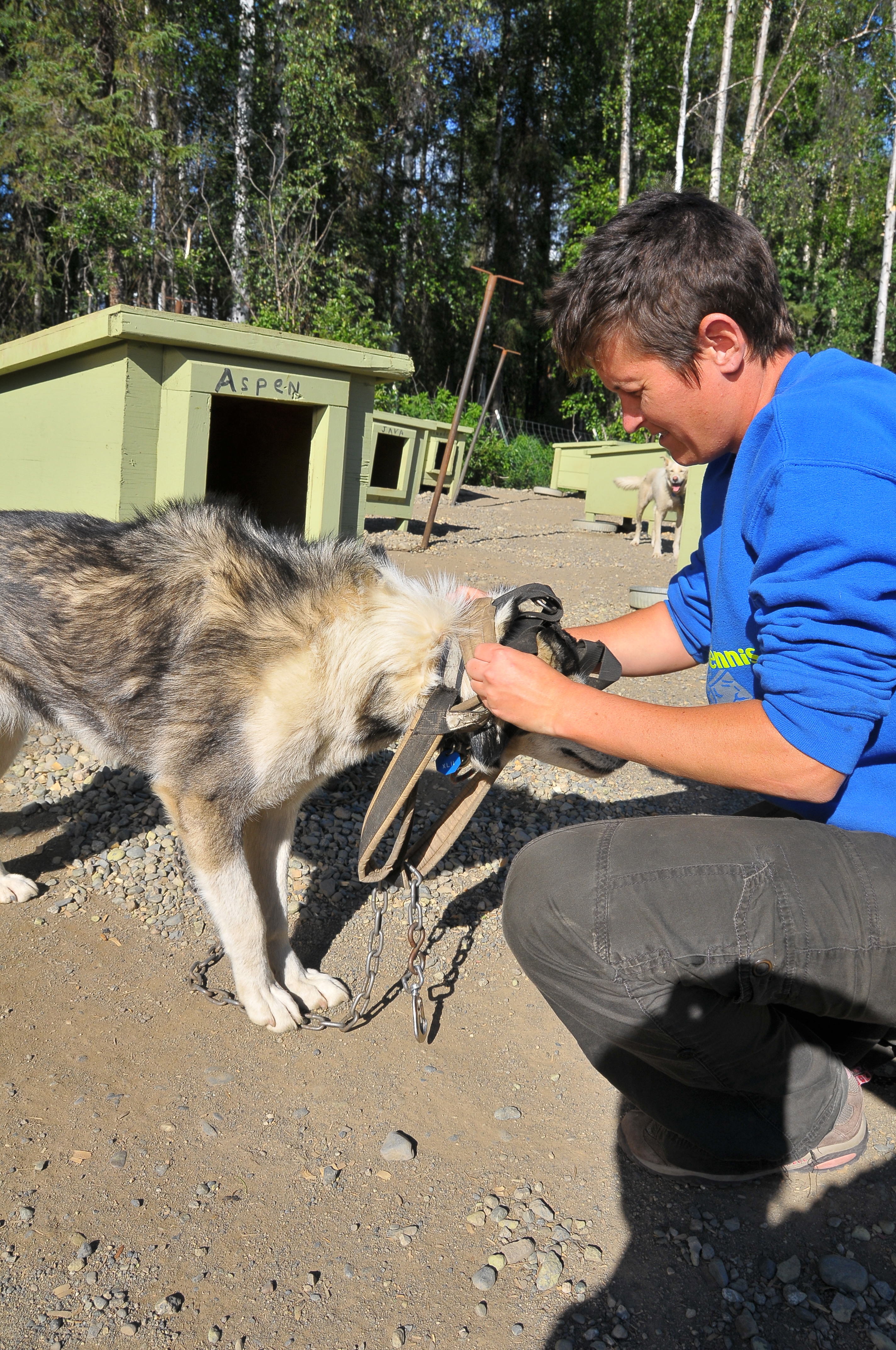 "Aspen, first put your head through here."