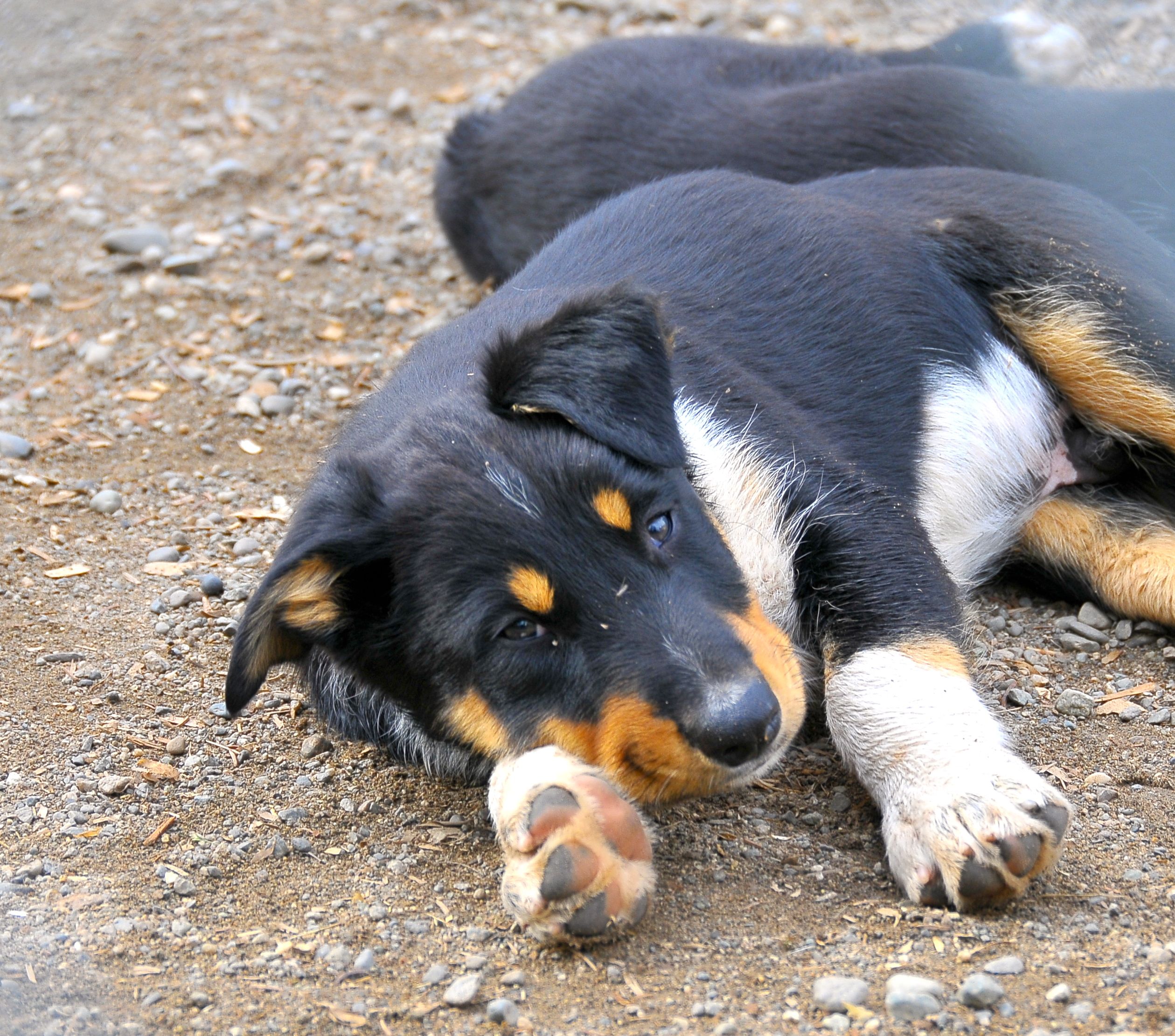“A journey is so much sweeter when traveled with a dog.” 