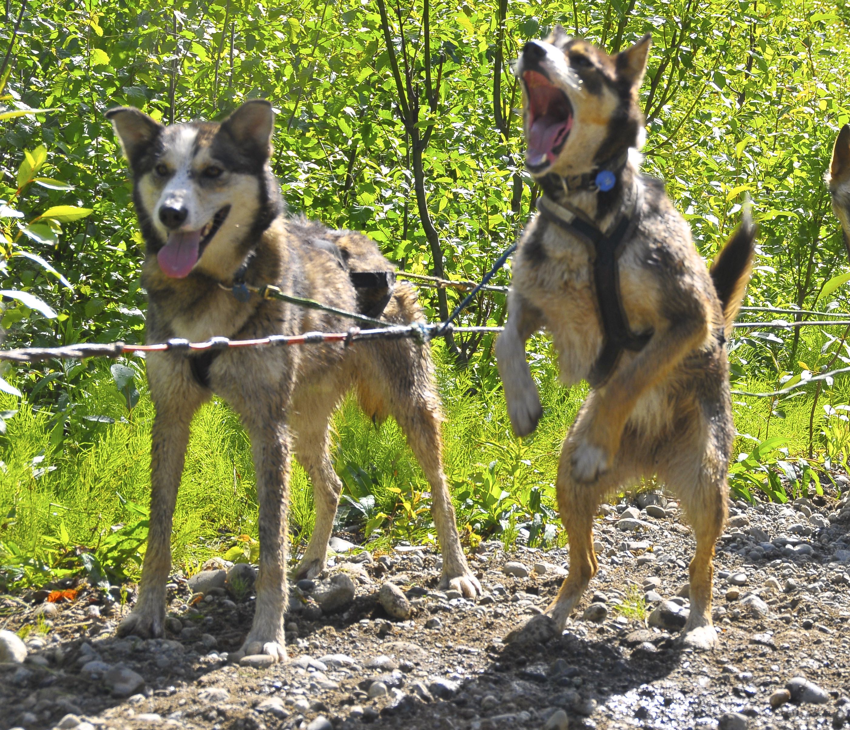 The dogs are ready to get back at it.