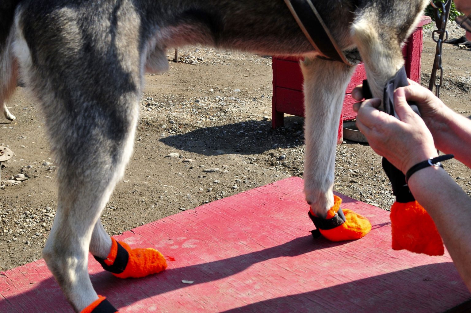 Do sled dogs’ feet get cold from running in the snow? Iditarod