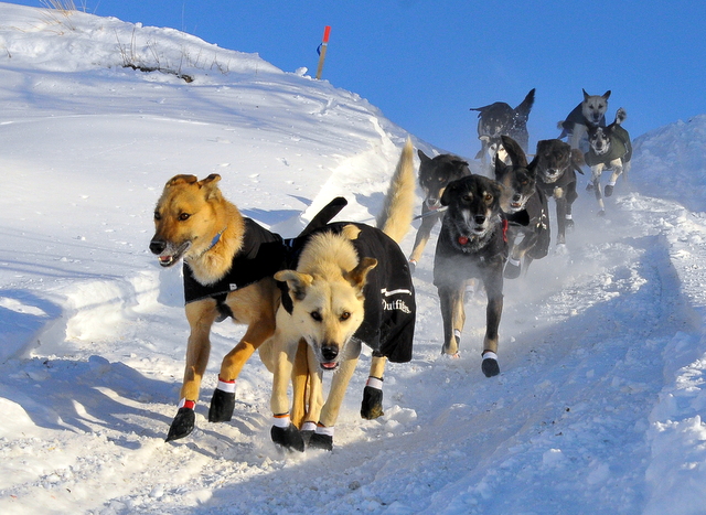 Martin Buser's dog team leaving Huslia