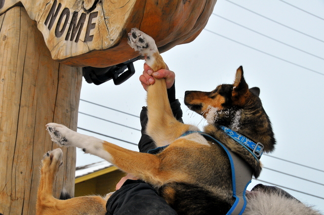 Louisa May touching the Burled Arch 