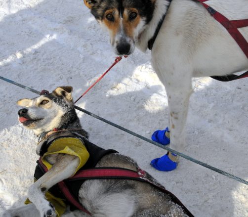 DSC_5218 Iditarod
