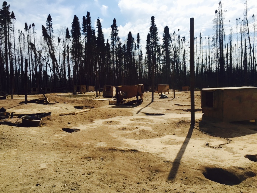 Doghouses surrounded by scorched trees
