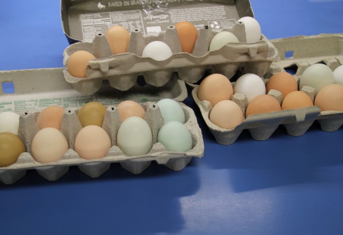 A pastel rainbow of eggs