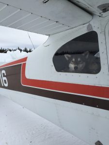 Dropped dog Iditarod Air Force
