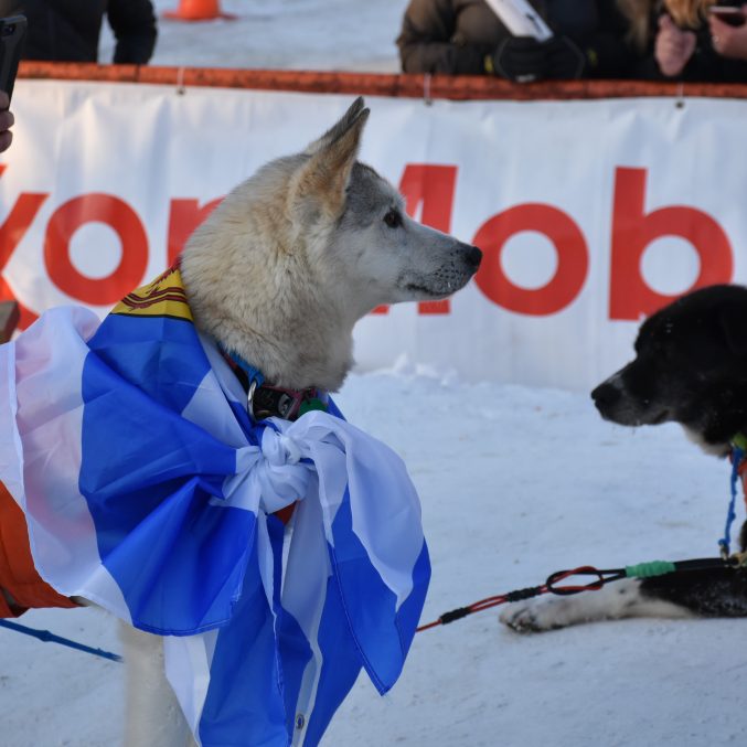 Lead dog Iditarod