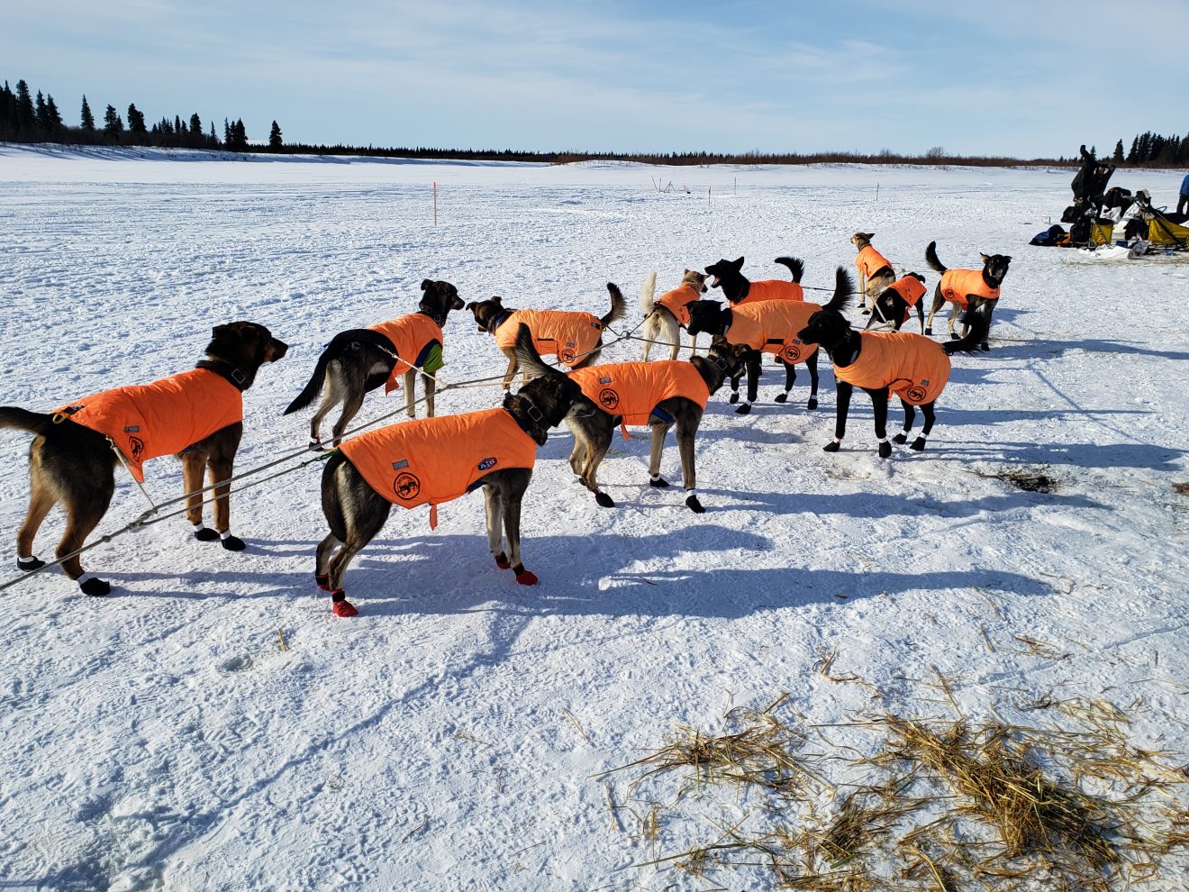 Martin Buser Fun Train leaving White Mountain Iditarod