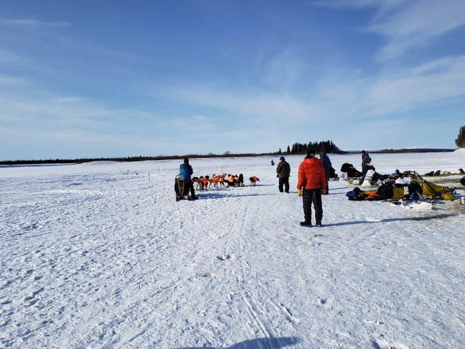 Martin Buser Fun Train leaving White Mountain Iditarod