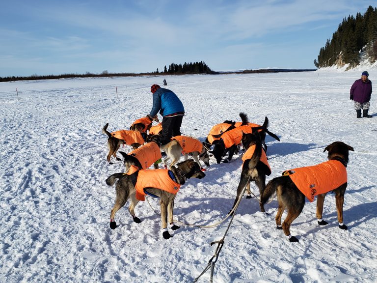 Martin Buser Fun Train leaving White Mountain Iditarod