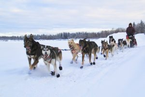Iditarod team of sleddogs heading into McGrath.