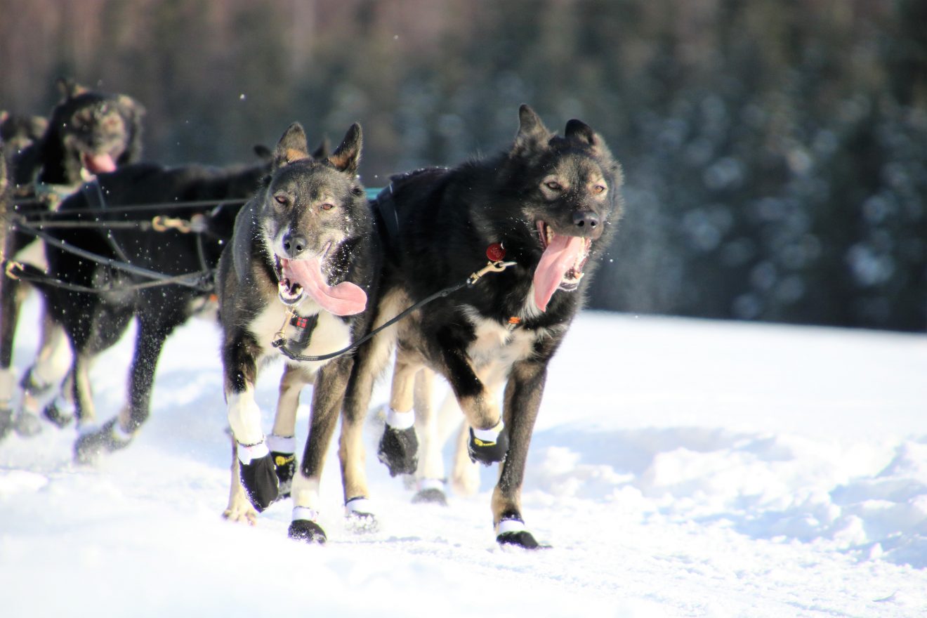 Booties Galore Iditarod