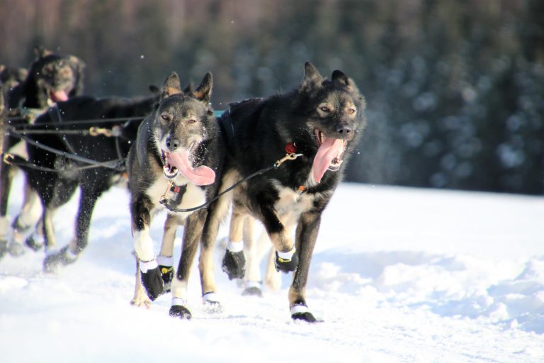 Booties Galore Iditarod