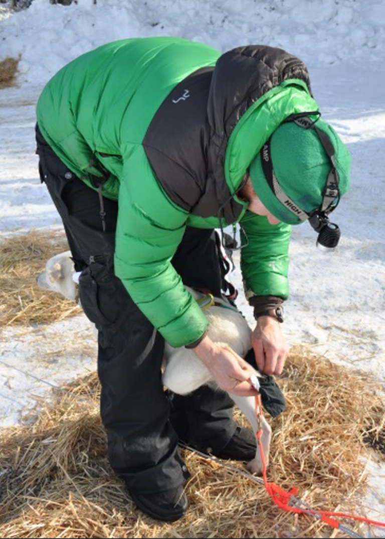 Why Dog Booties? Iditarod