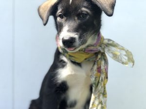 Sleddog puppy wearing a scarf