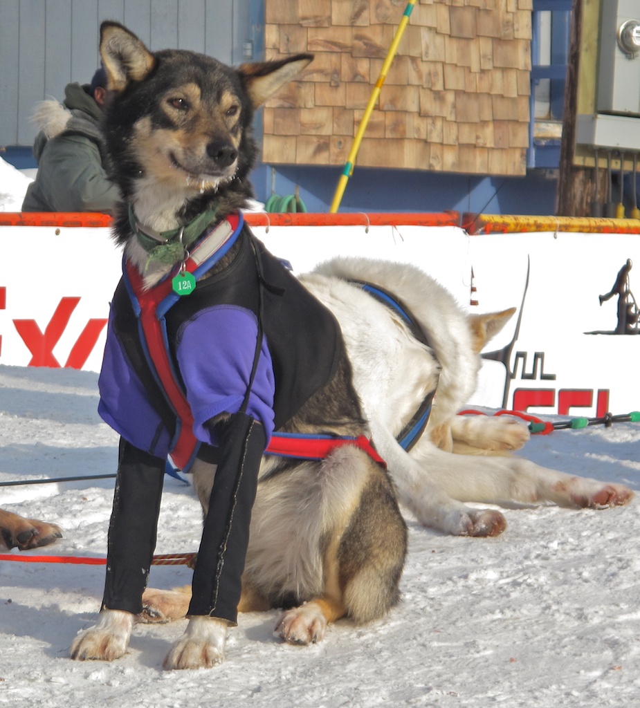 Do sled dogs wear protective clothes when they run? Iditarod