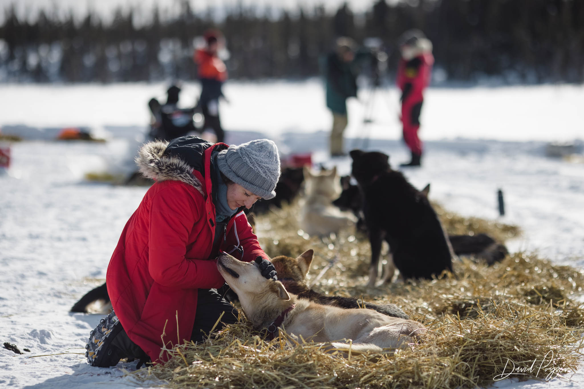 Iditarod Leaders In Dog Care Iditarod