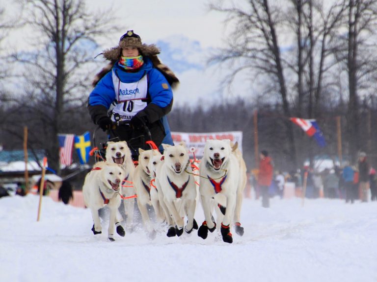 Sled Dogs The Ultimate Athletes Iditarod