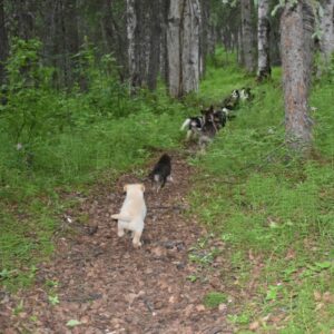 A string of puppies are running on a forest trail, heading away from the viewer.