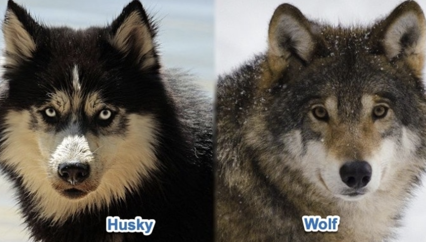 Misconceptions and More: Dogs vs. Wolves – Iditarod