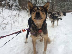 Hari, a blind sled dog, stand on a snowy trail while hooked in with the team