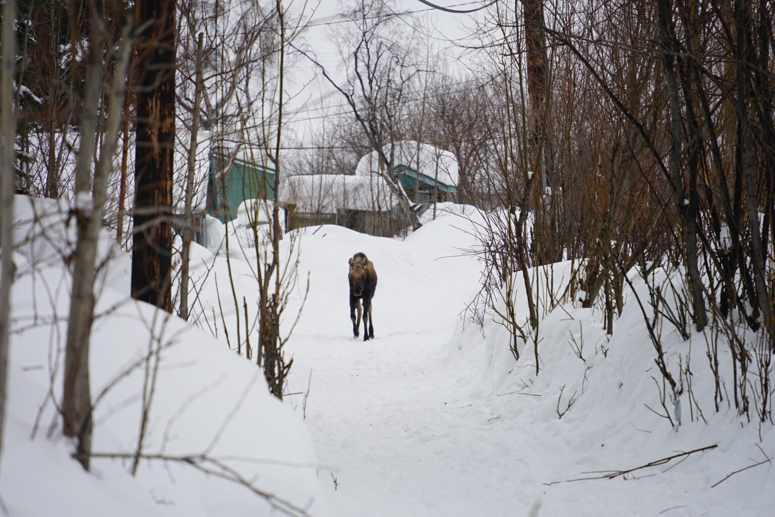Magical McGrath Iditarod